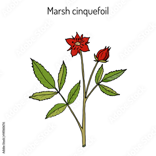 Purple Marshlocks comarum palustre , or swamp cinquefoil, marsh cinquefoil. Medicinal plant