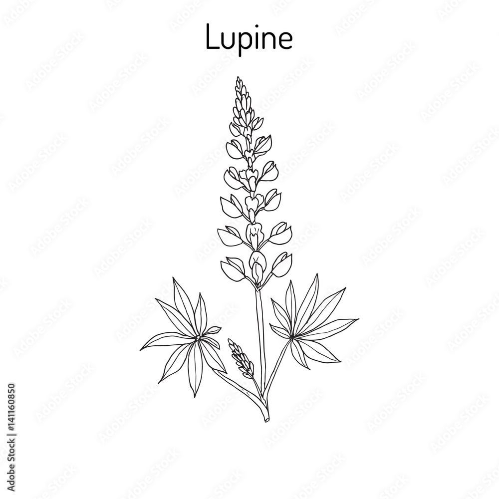 Fototapeta premium Lupine Lupinus perennis 