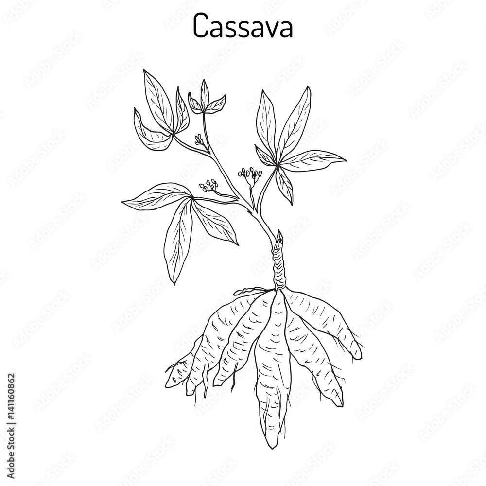 cassava plant with leaves and tubers