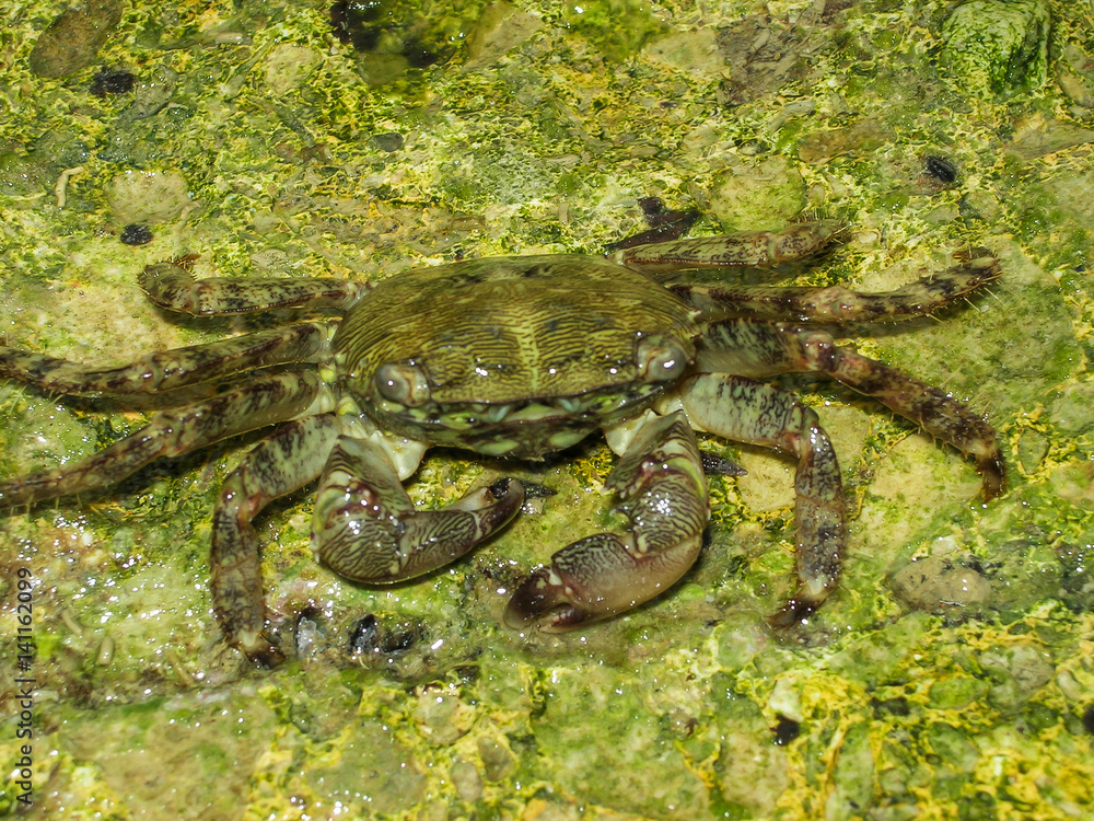 Crab  floating in the sea water