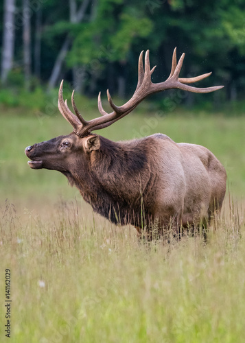 Bull Elk Starts to Bugle