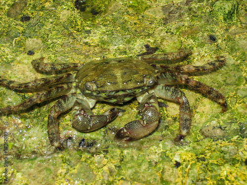 Crab  floating in the sea water