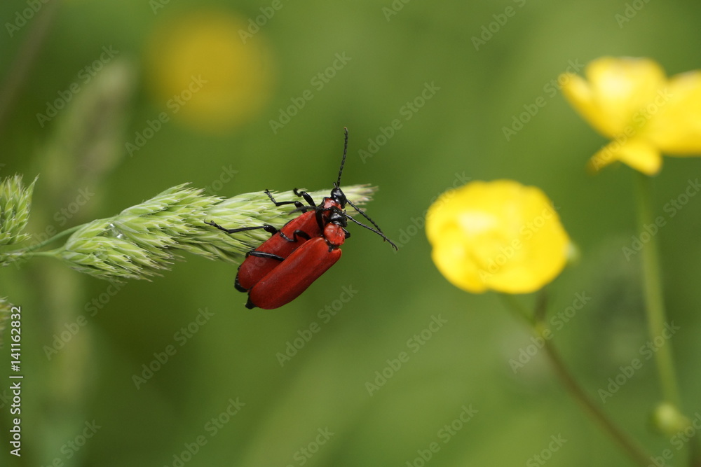 Naklejka premium Insektenpaar in Wiese