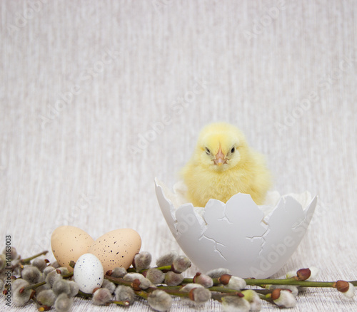 chicken sitting in a cracked eggshell, easter composition.