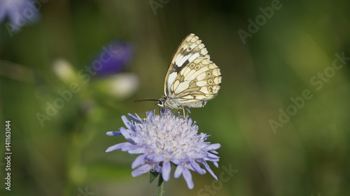 Schmetterling auf Skabiosenblume