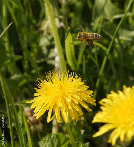 Biene bestäubt Löwenzahnblüten photo