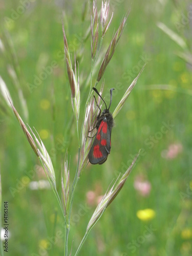 Widderchen in Wiese photo