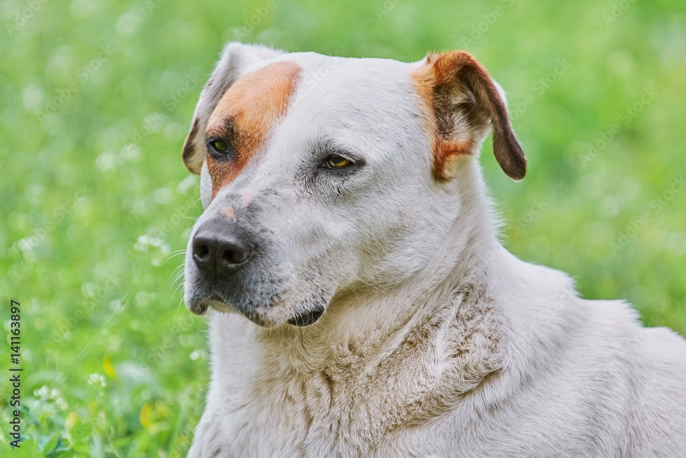 Portrait of Dog