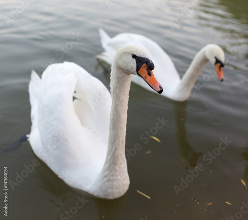 Fototapeta Naklejka Na Ścianę i Meble -  two swans in a pond in nature