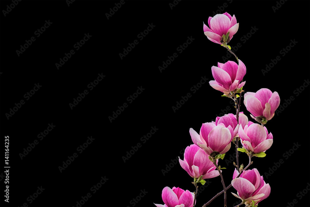 Fototapeta premium Magnolia flower blossom isolated on white background