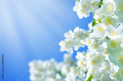 Summer background with jasmine flowers against the blue sky background