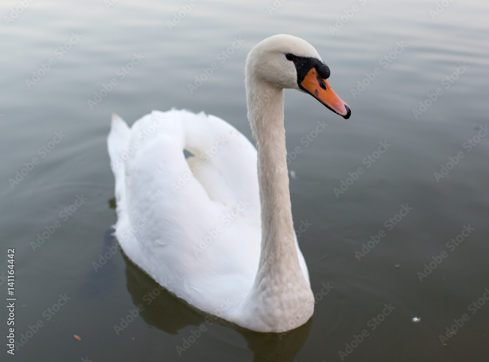 Swan in a pond in nature Swan in a pond in nature