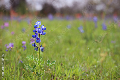 Single Texas Bluebonnet