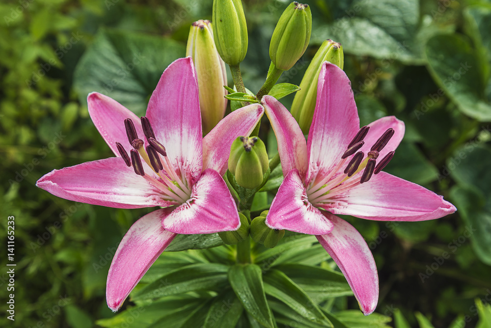 pink lilies blooming in the garden