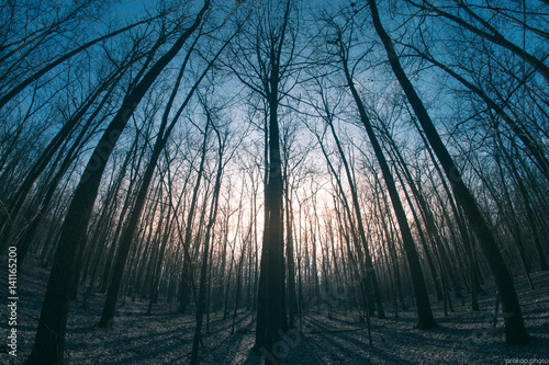 Spring Forest Fisheye Trees photo