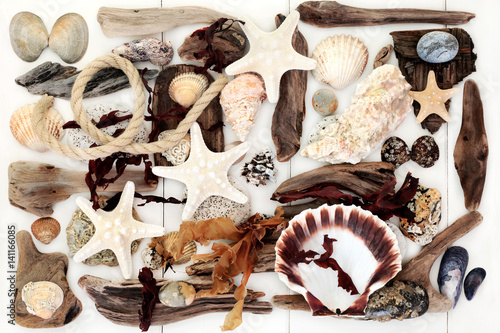 Driftwood, Seashell and Seaweed Abstract Background.