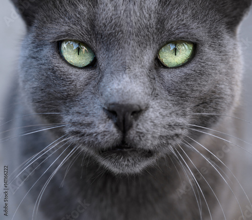 Silver (ashy) cat on gray background