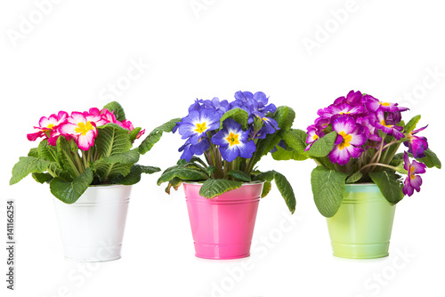 Wallpaper Mural Drei bunte Primelpflanzen Torontodigital.ca