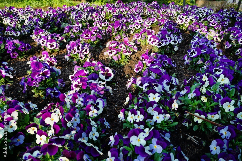 Fototapeta premium Frühling in Hamburg