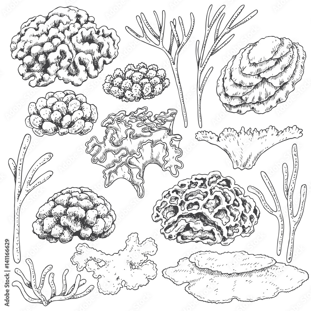 Fototapeta premium Sketch of corals set