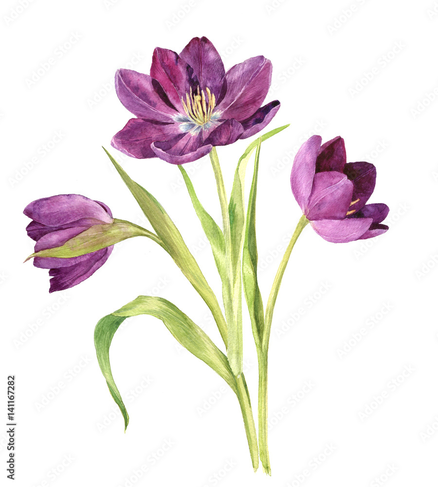 watercolor purple tulips