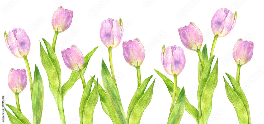 watercolor pink tulips watercolor pink tulips