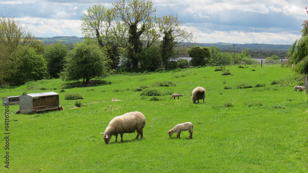 Obraz premium Easter lamb