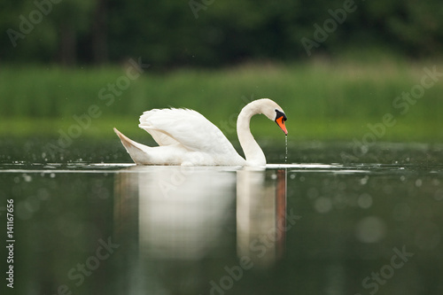 mute swan, cygnus olor, Czech republic