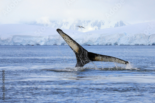 Humpback whale tail, showing on the dive, Antarctic Peninsula © reisegraf
