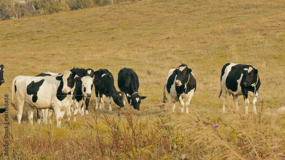 Cows in field / cows farm / grazing cows. Holstein cows graze on pasture with yellow autumn grass at the golden hour just before sunset. Cows in field / cows farm / grazing cows. Holstein cows graze on pasture with yellow autumn grass at the golden hour just before sunset.
