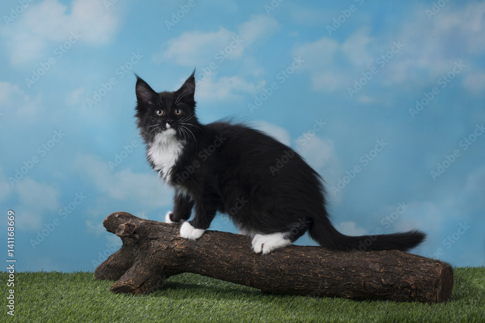 funny kitten оn a background isolated