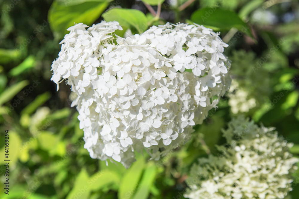 white blossoming hydrangea white blossoming hydrangea