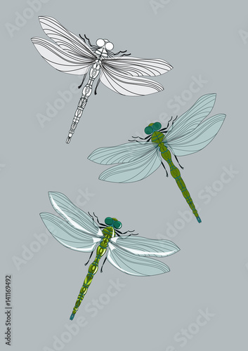 Collection of realistic dragonflies. Vector illustration, isolated on a gray background.