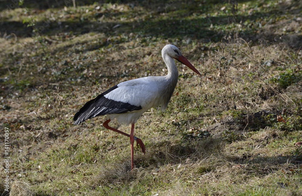 Fototapeta premium Storch auf Suche nach Nistmaterial