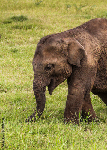 Baby elephant in Sri Lanka