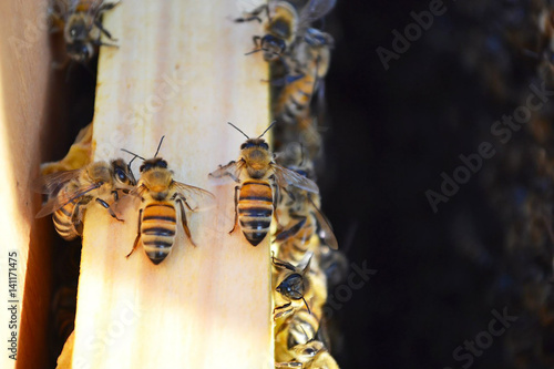 Honey bees in the hive