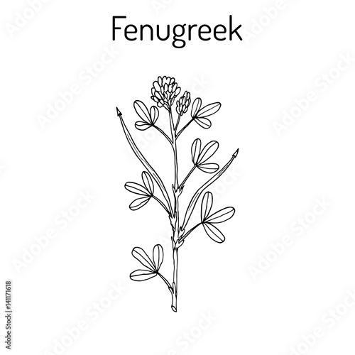 Fenugreek trigonella foenum-graecum   medicinal plant