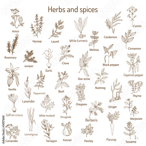 Hand drawn set of culinary herbs and spices