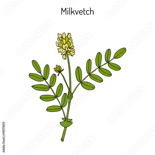 Fototapeta Naklejka Na Ścianę i Meble -  Milkvetch astragalus , medicinal plant