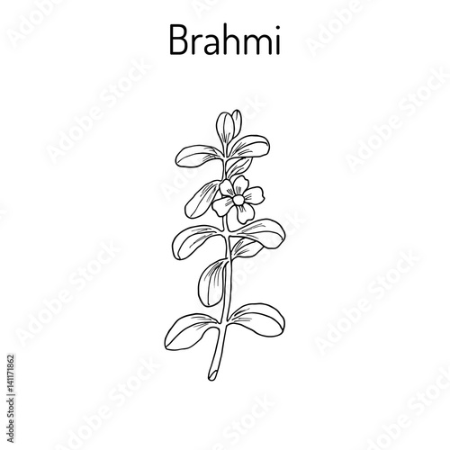 Brahmi Bacopa monnieri or waterhyssop
