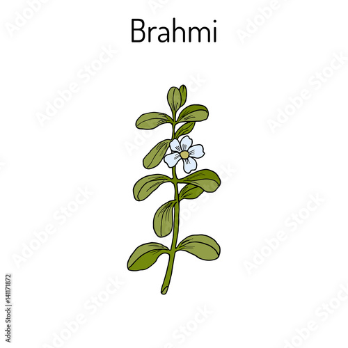 Brahmi Bacopa monnieri or waterhyssop