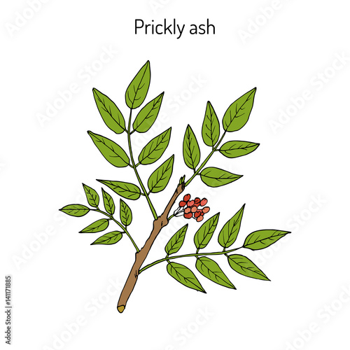 Prickly ash Zanthoxylum americanum ,