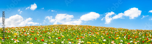 Bunte Blumenwiese als Hintergrund