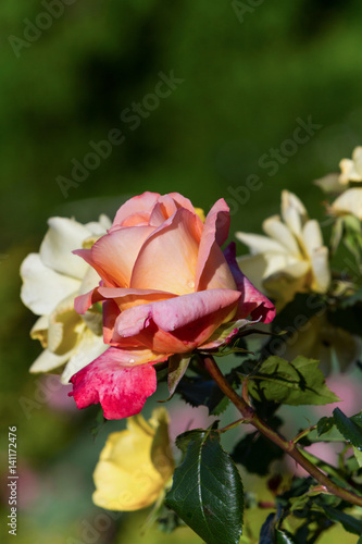 Beautiful fresh flowers roses in the garden after a rain on a sunny day