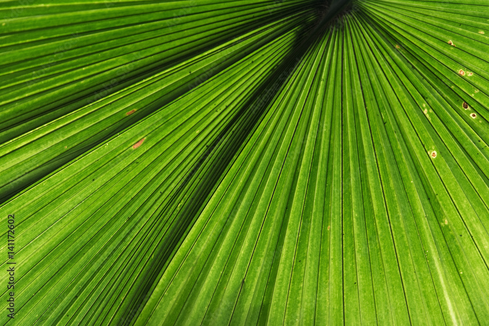 Detail view of a palm leaf Detail view of a palm leaf