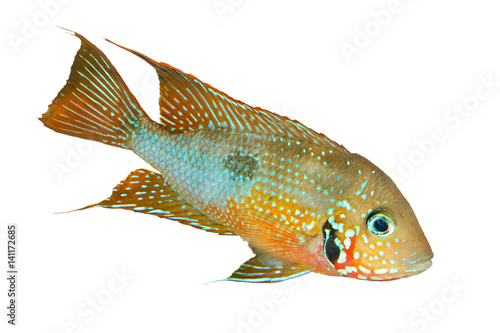 Mexican Fire Mouth (Thorichthys ellioti) - male, isolated