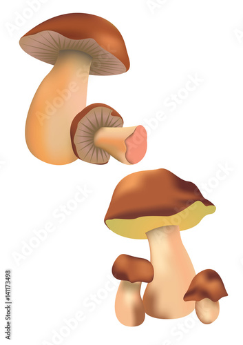 Mushrooms collection. Vector illustration, isolated on white background.
