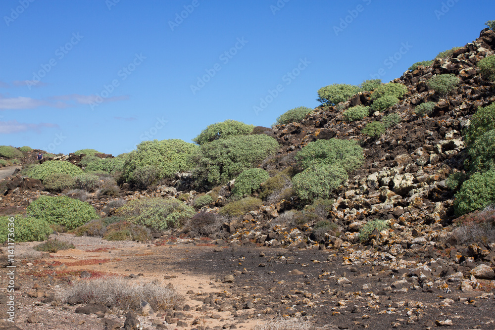 Arid territory of Lobos island, Canary, Spain. Euphorbia balsamifera plant. Tabaiba dulce. Lanzarote