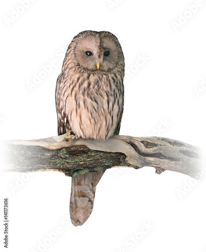 Ural owl (Strix uralensis) on white background