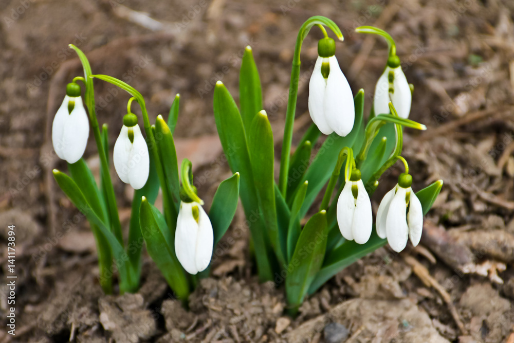 Fototapeta premium White snowdrop flowers (Galanthus nivalis) on early spring